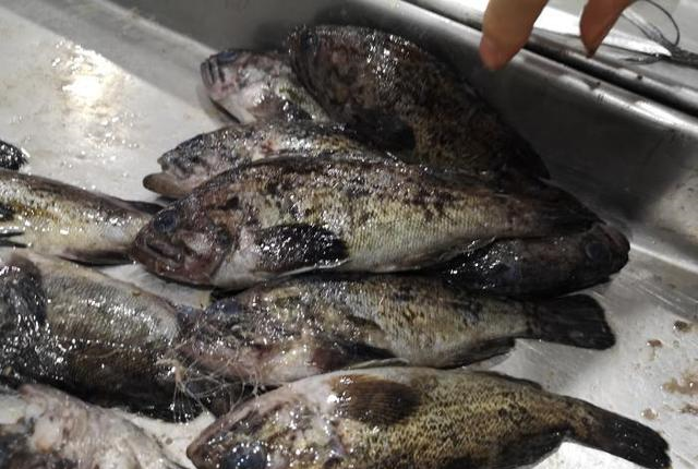 大家平时看到的市场上的"黑老婆鱼"一般都是新鲜的,很多深海鱼,上岸后