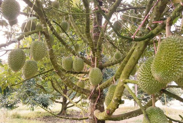 看完生长过程,你就明白贵在哪了|榴莲|榴莲树|水果_新浪新闻