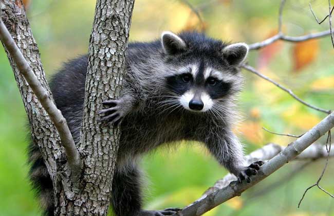 捕杀食用野生果子狸不但违法还危害公共安全