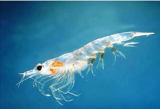 磷虾油服用一年效果 磷虾油适合什么人吃