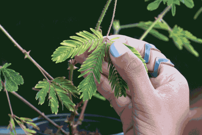 神奇,看植物如何预报天气|含羞草|柳树|植物_新浪新闻