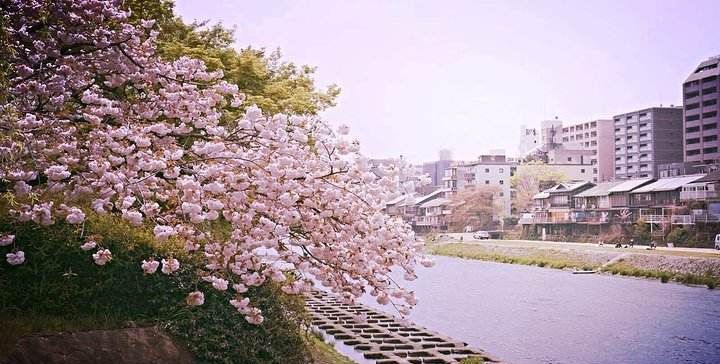 京都市内最古老与美丽的河川 流淌在城市之中