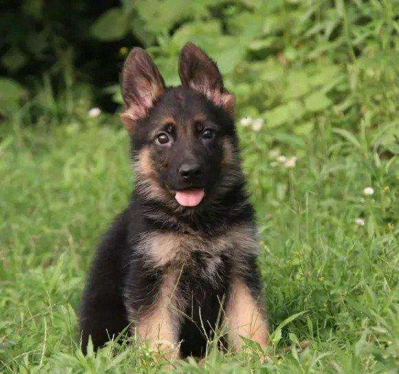 训练德国牧羊犬应从这里开始让它养成在户外固定地点排泄的习惯