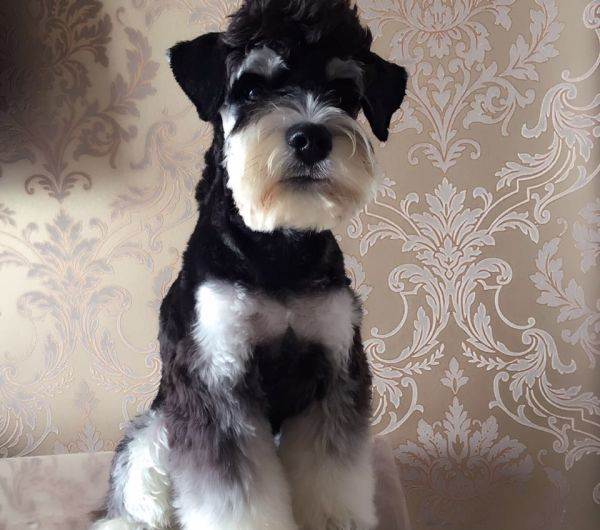 纯种雪纳瑞有三种颜色,你最喜欢哪种颜色的?