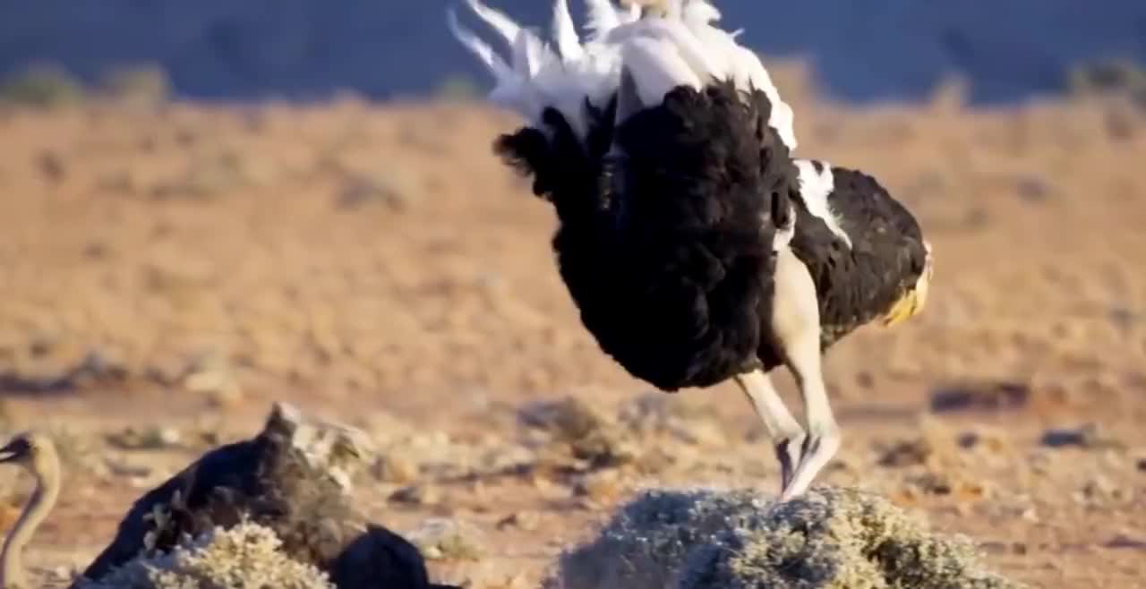雄性鸵鸟几分钟就求偶并交配成功这追女生技巧绝了