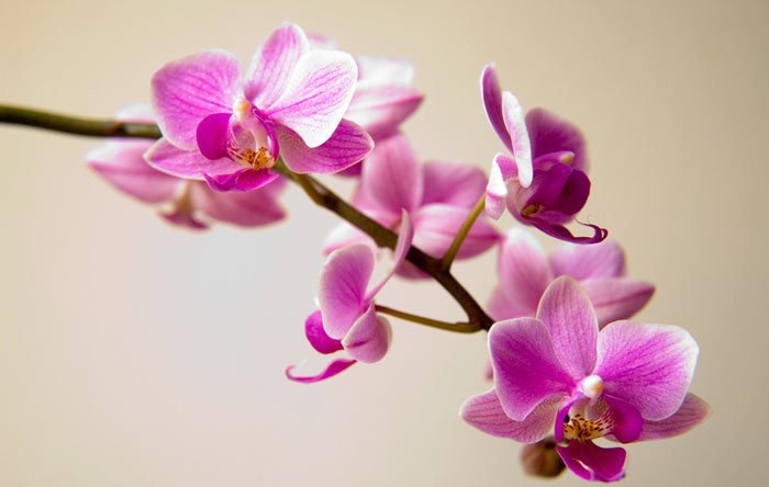 养花试试这几款花姿优美花朵清新脱俗便宜又好养