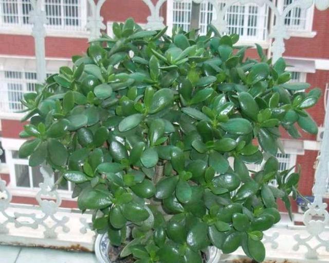 新手养花集合了室内放上这种花能活几十年漂亮大