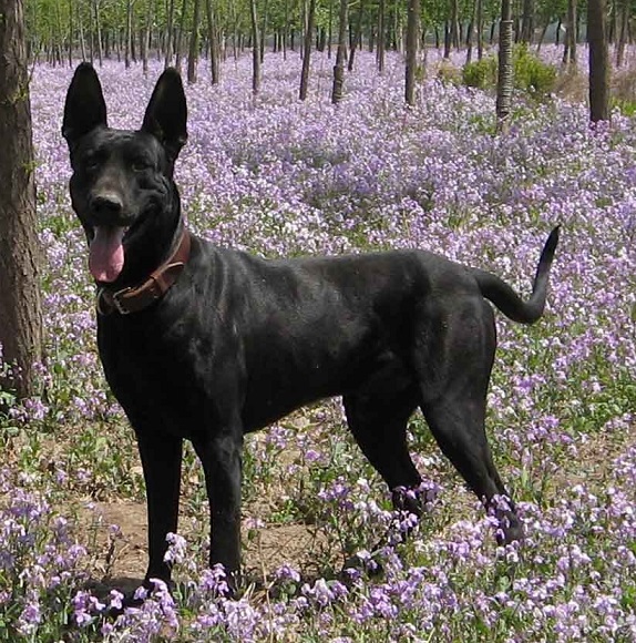 狼性尚存的黑狼犬和红狼犬在你心中谁是国产犬中当之无愧的战神