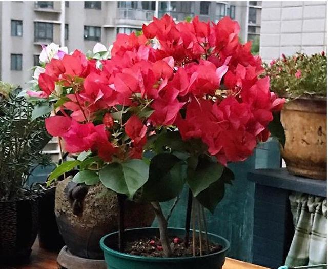 巴西进口三角梅易成活花期长花色艳丽惹人爱