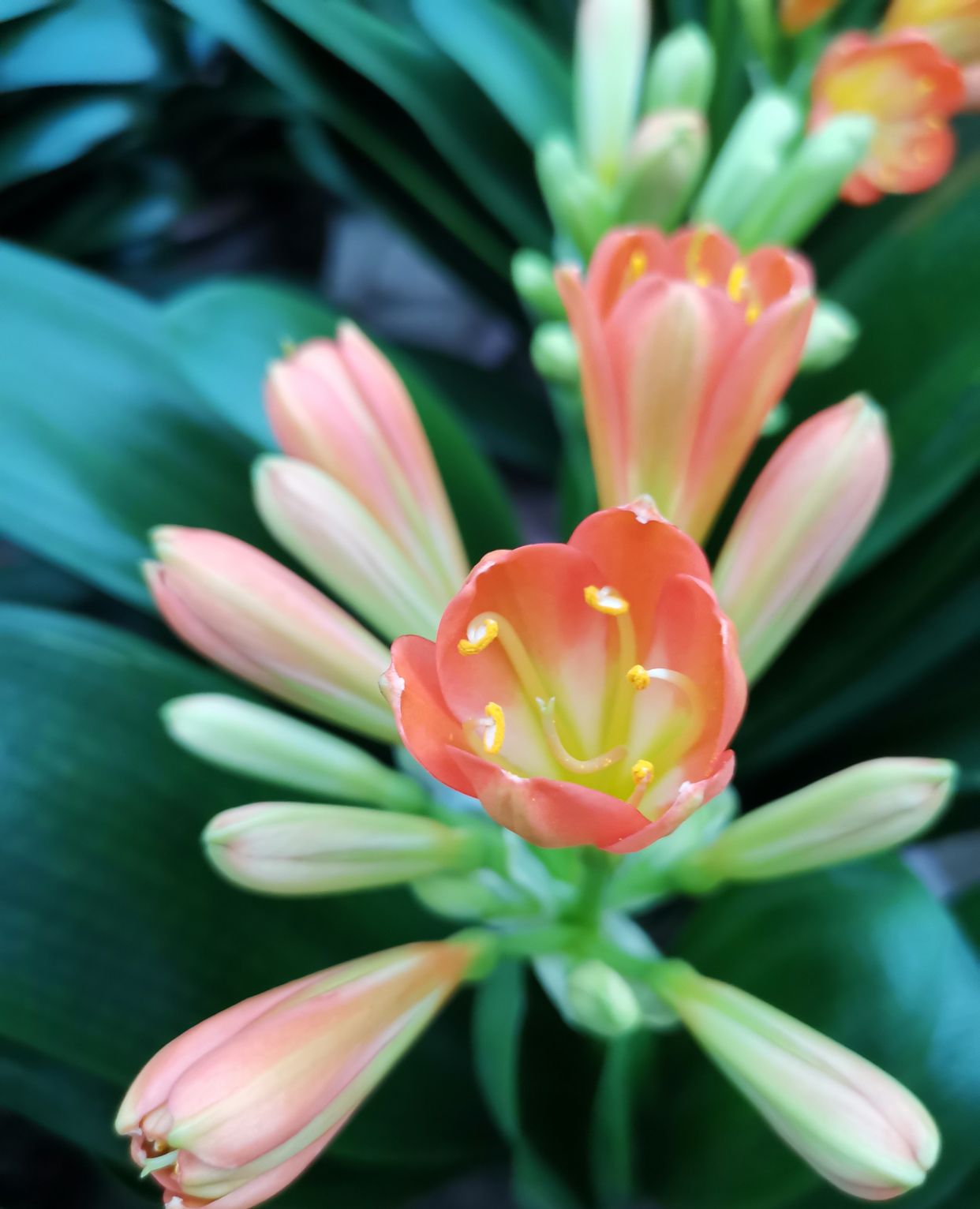 盛开的鲜花,怒放的生命_高清图集_新浪网