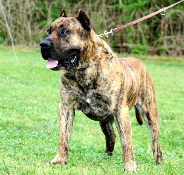 护卫犬中的五虎上将不仅忠诚而且绝对服从