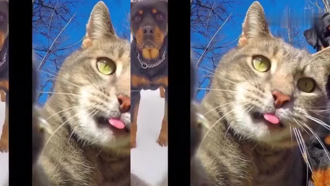 盘点会自拍的宠物们像不像你女朋友自拍时候的样子太可爱了