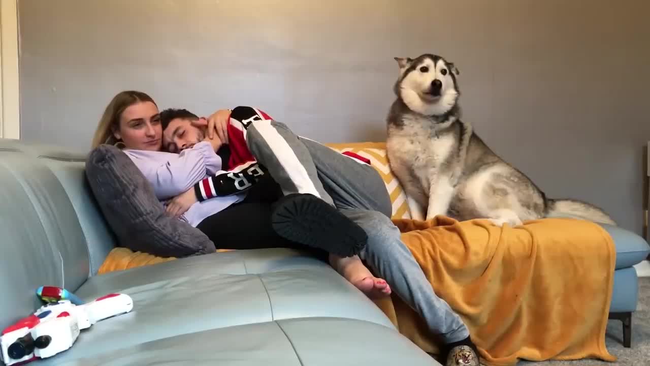 主人在自己面前撒狗粮,哈士奇一脸哀怨看着他:就我一只单身狗了