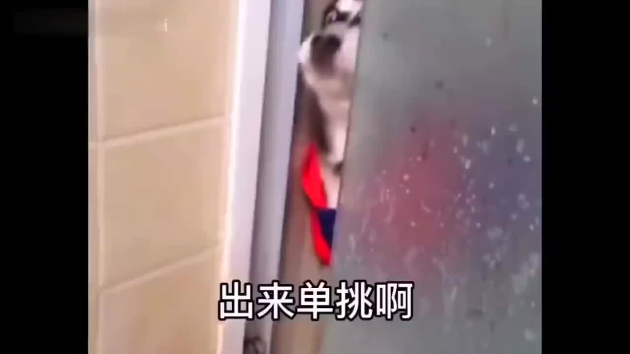 二哈:有本事出来单挑啊,出来出来!