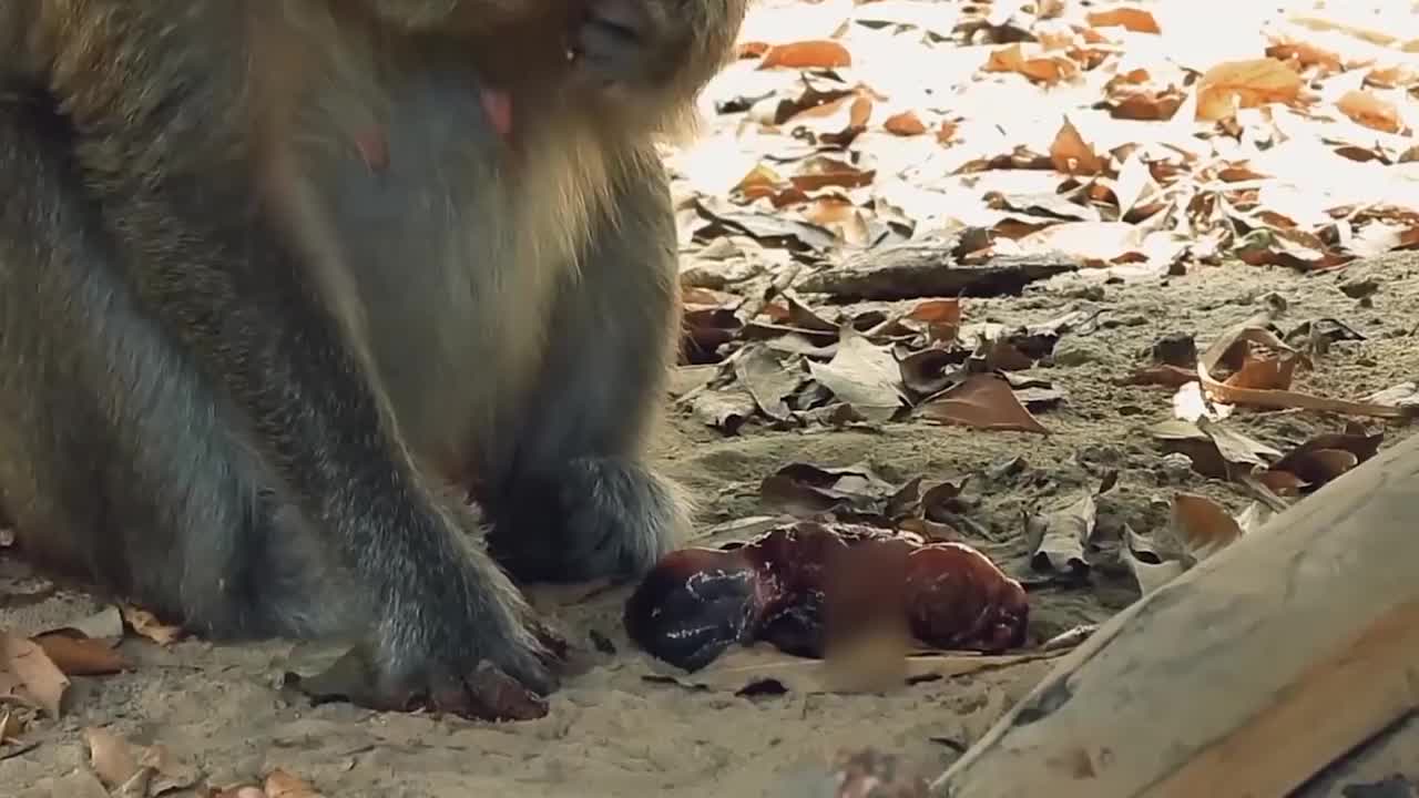 母猴分娩生小猴子图片