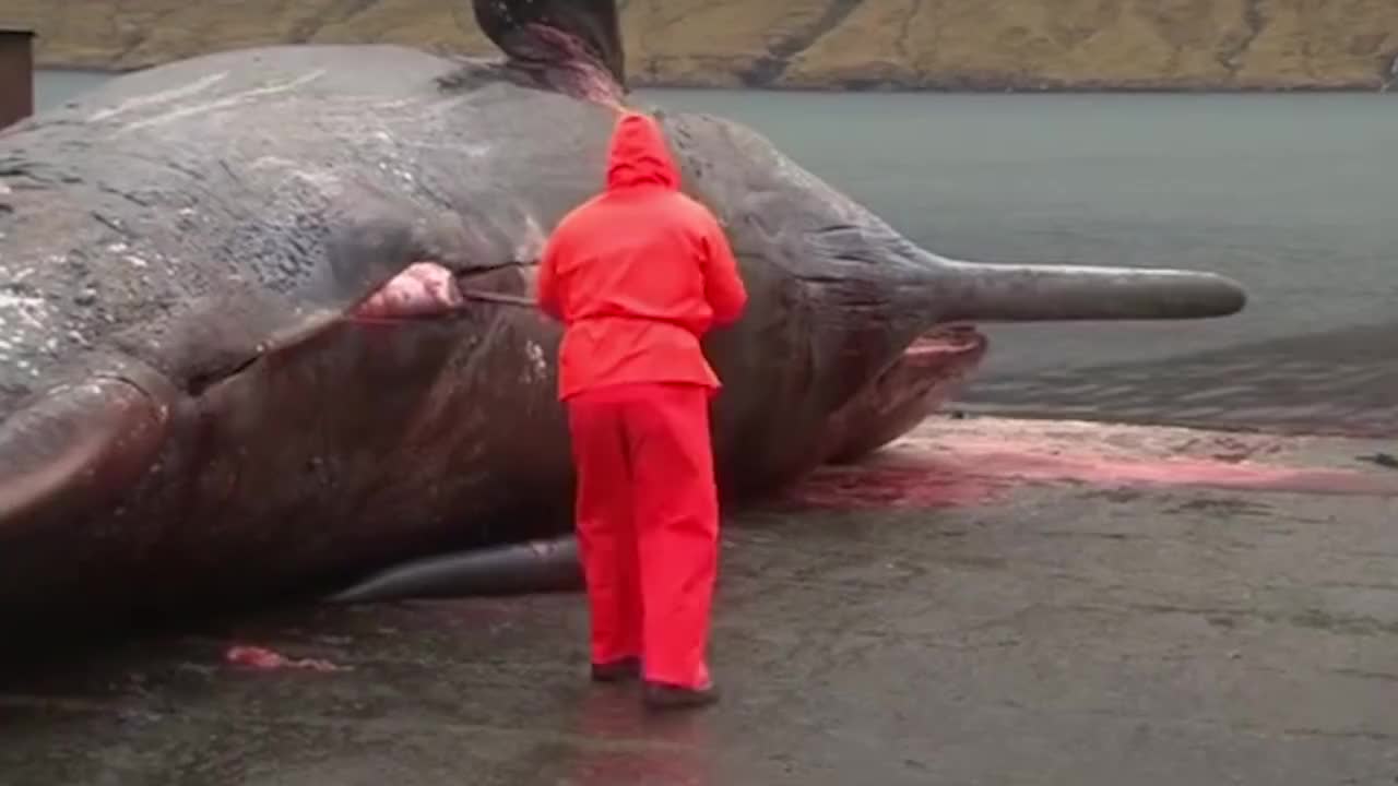 鲸鱼尸爆威力有多大男子不听劝结果却被吓软了