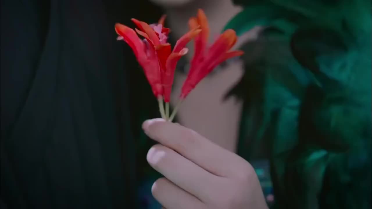 香蜜旭凤报复锦觅将花界的所有花还有凤凰花全部送给穗禾