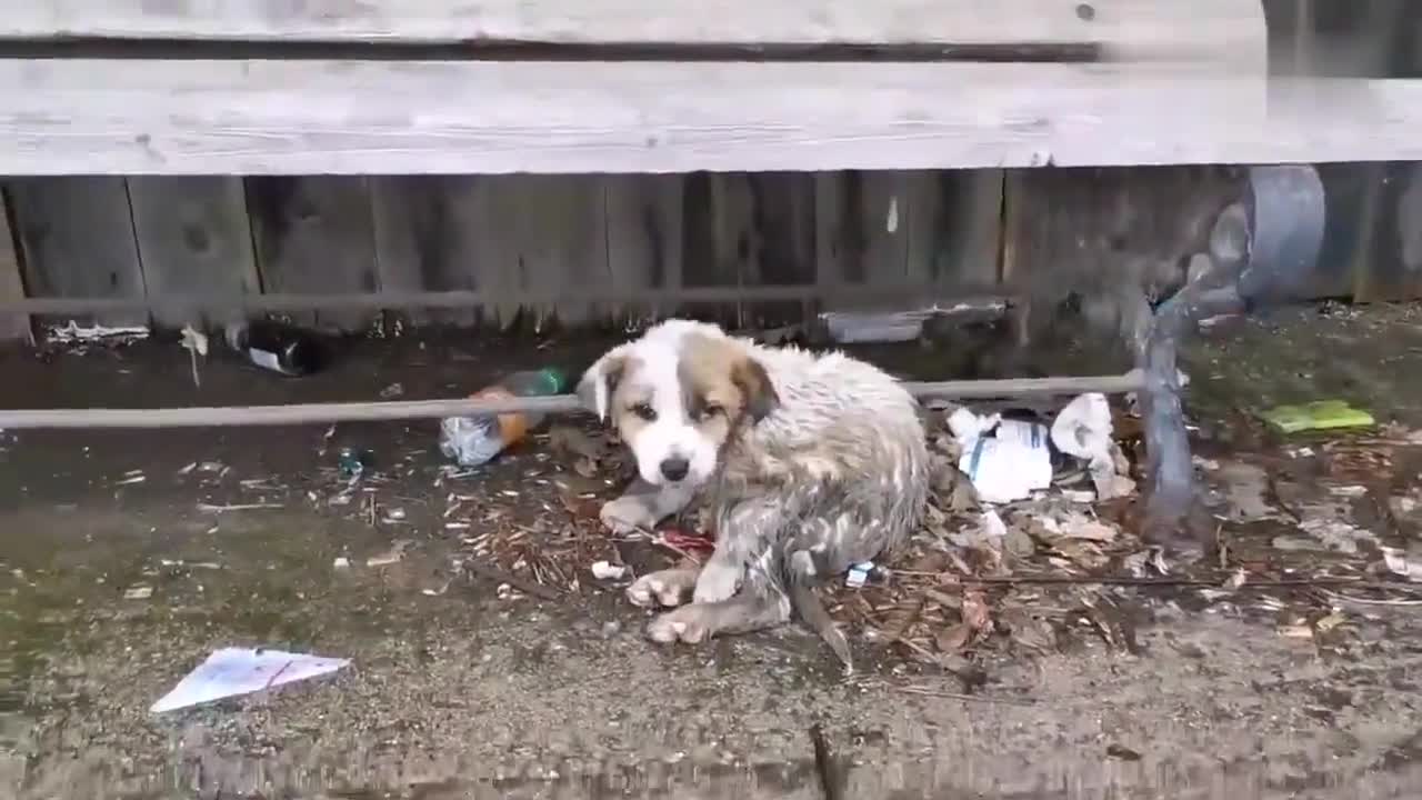 流浪狗在垃圾场找吃的这绝望的眼神看得我都要哭了