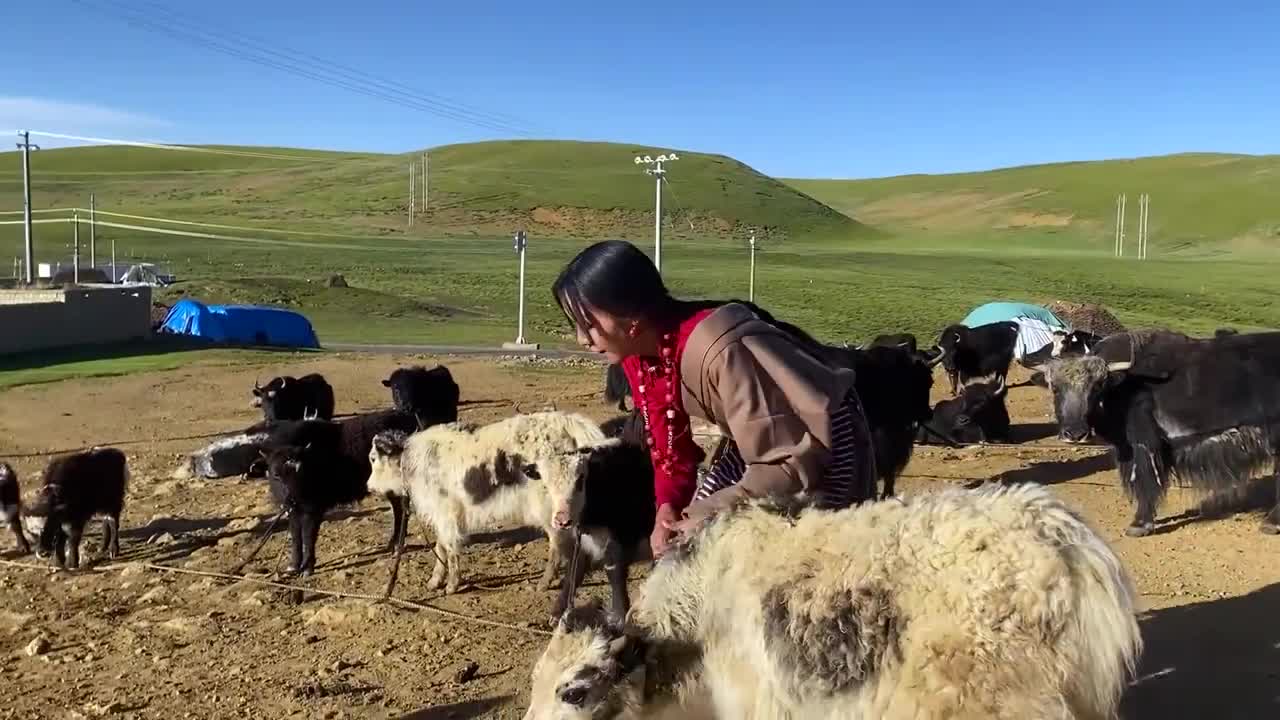 藏族姑娘高原放牧,早晨挤完奶赶牦牛群上山,每天跟小牛斗智斗勇