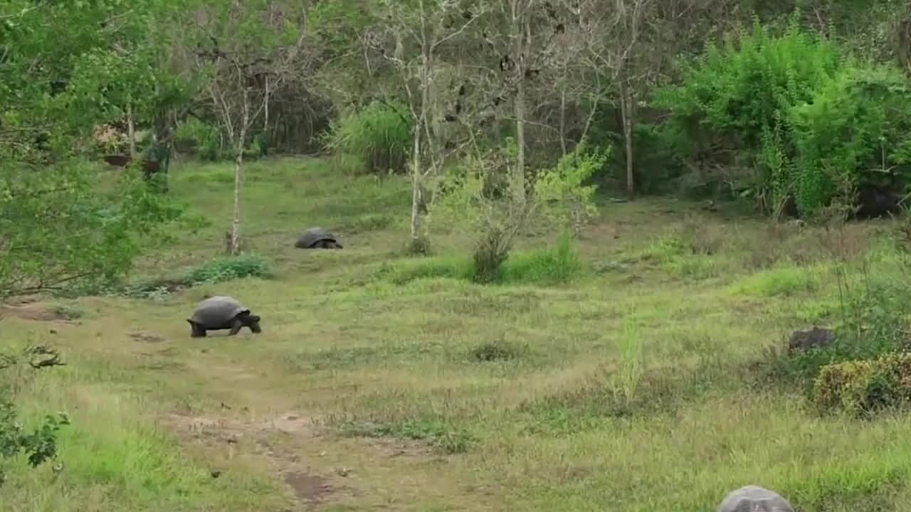 这只“物种”是地球最后一只，如果死亡就意味着灭绝，你知道吗