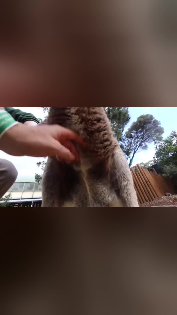 袋鼠的育儿袋中究竟有什么老外好奇一探究竟结果直接吐了