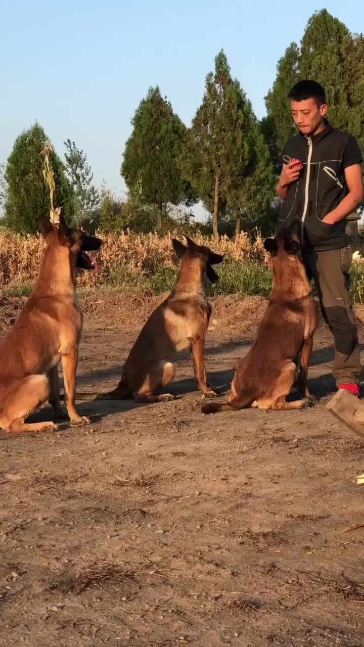 马犬应该如何训练这方法非常不错狗狗非常听话