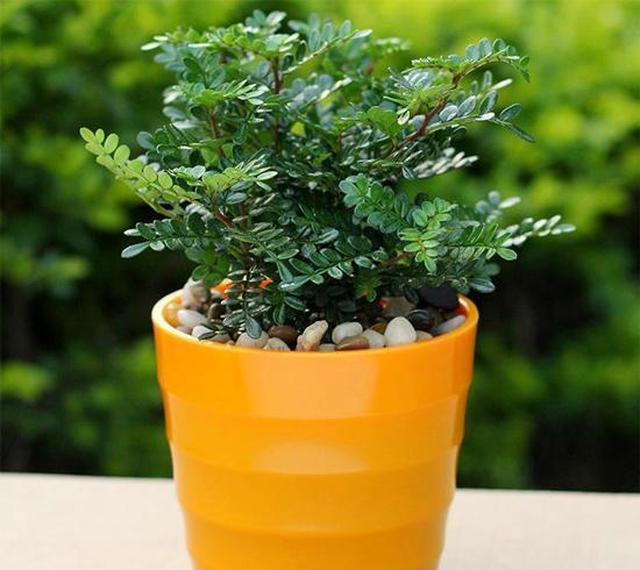 养花就用专门养花盆,几种常见花,终于发现了最适合的