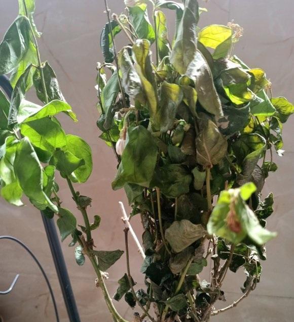 买的茉莉花,叶子全部蔫了,只能剪掉重新发芽