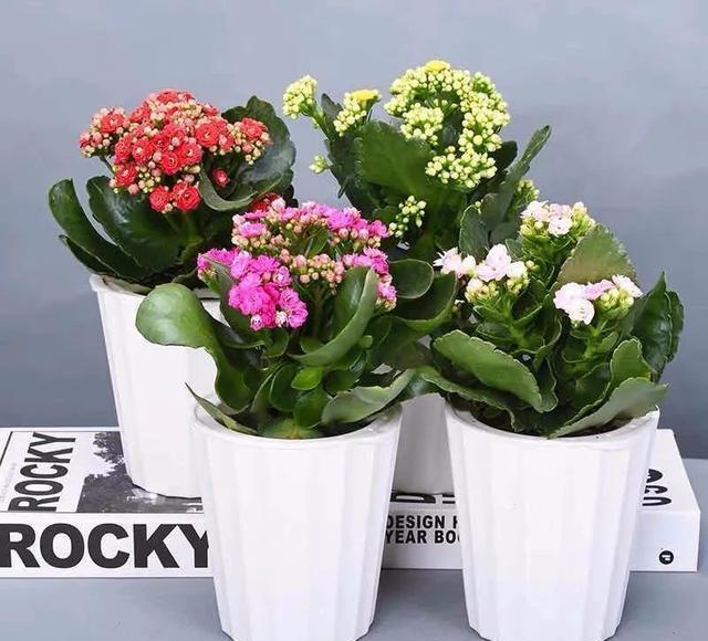 大家公认最好养的十六种花,养一盆旺一盆,你家养了几