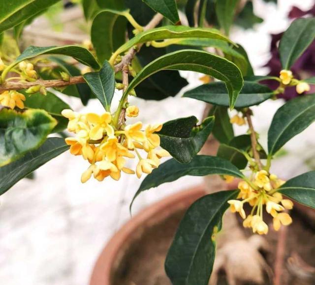 养桂花 全靠当下养功 打好了基础 才能花开满枝头 桂花 花开 枝头 新浪新闻