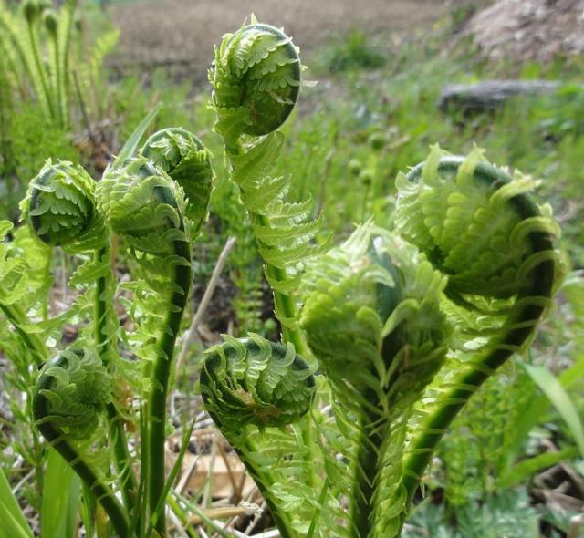 长得像蕨菜 味道像黄瓜 这样的野菜你们吃过吗 长得像蕨菜 味道像黄瓜 这样的野菜你们吃过吗