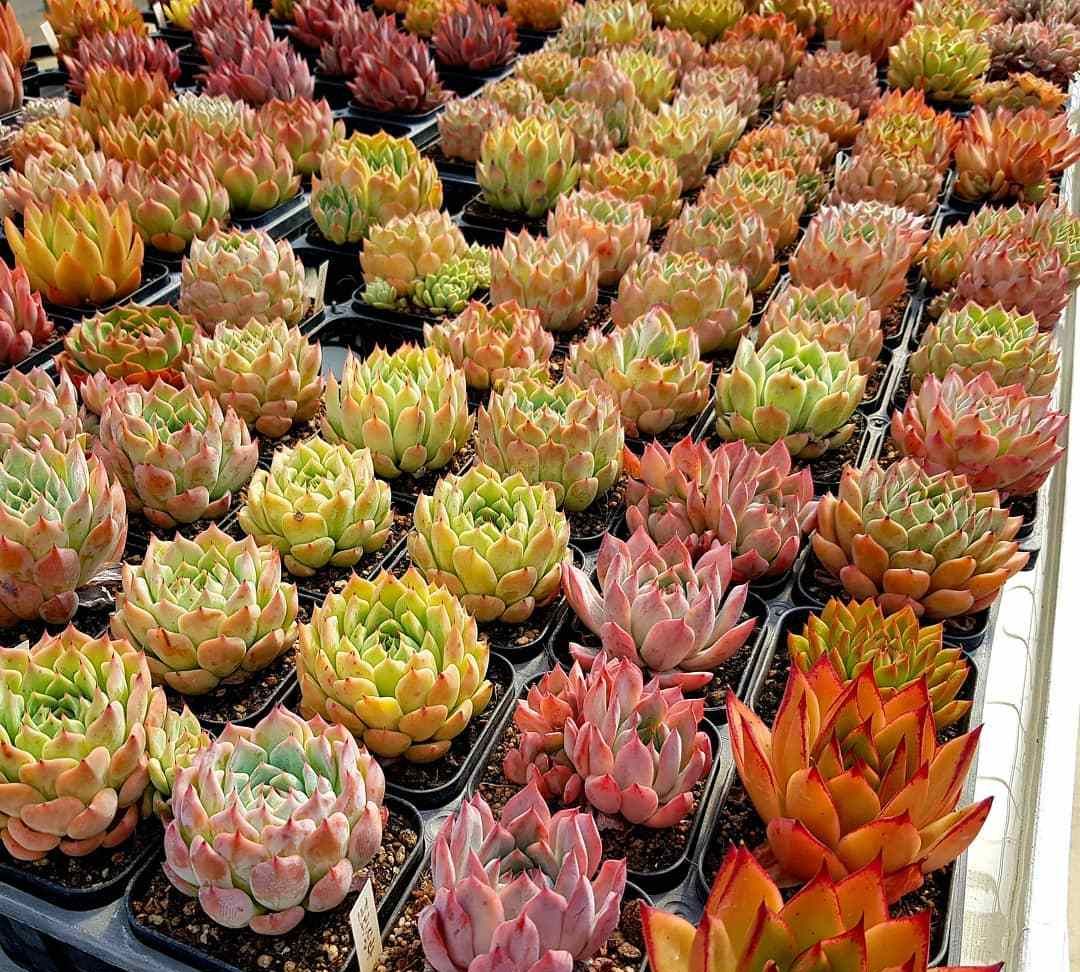 来瞧瞧我家的多肉植物花园 你觉得养得怎么样 来瞧瞧我家的多肉植物花园 你觉得养得怎么样