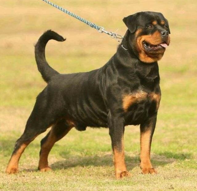 护卫犬中的五虎上将不仅忠诚而且绝对服从