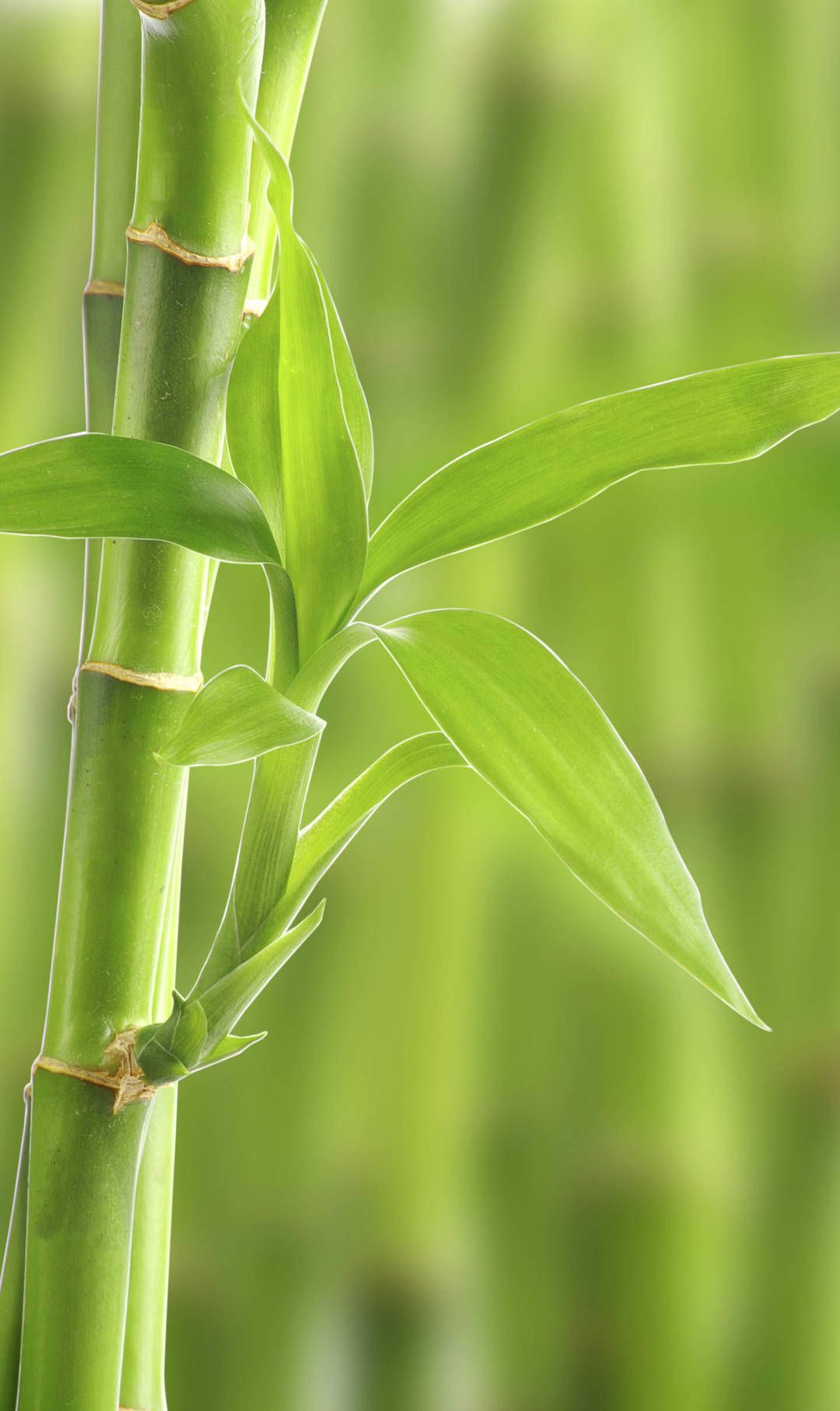 一组竹林深处壁纸 走进这样的竹林 会让人心灵放空吧