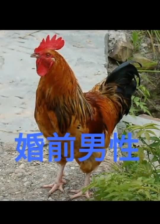 这是高手婚前婚后变化大