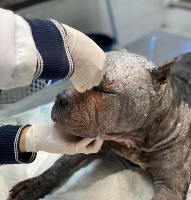 比特犬的惨状让大家以为活不了 但在好心人坚持下打脸众人 比特犬的惨状让大家以为活不了 但在好心人坚持下打脸众人