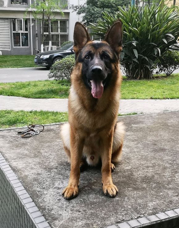 德国牧羊犬虽然天资聪颖但训练时掌握要点很重要