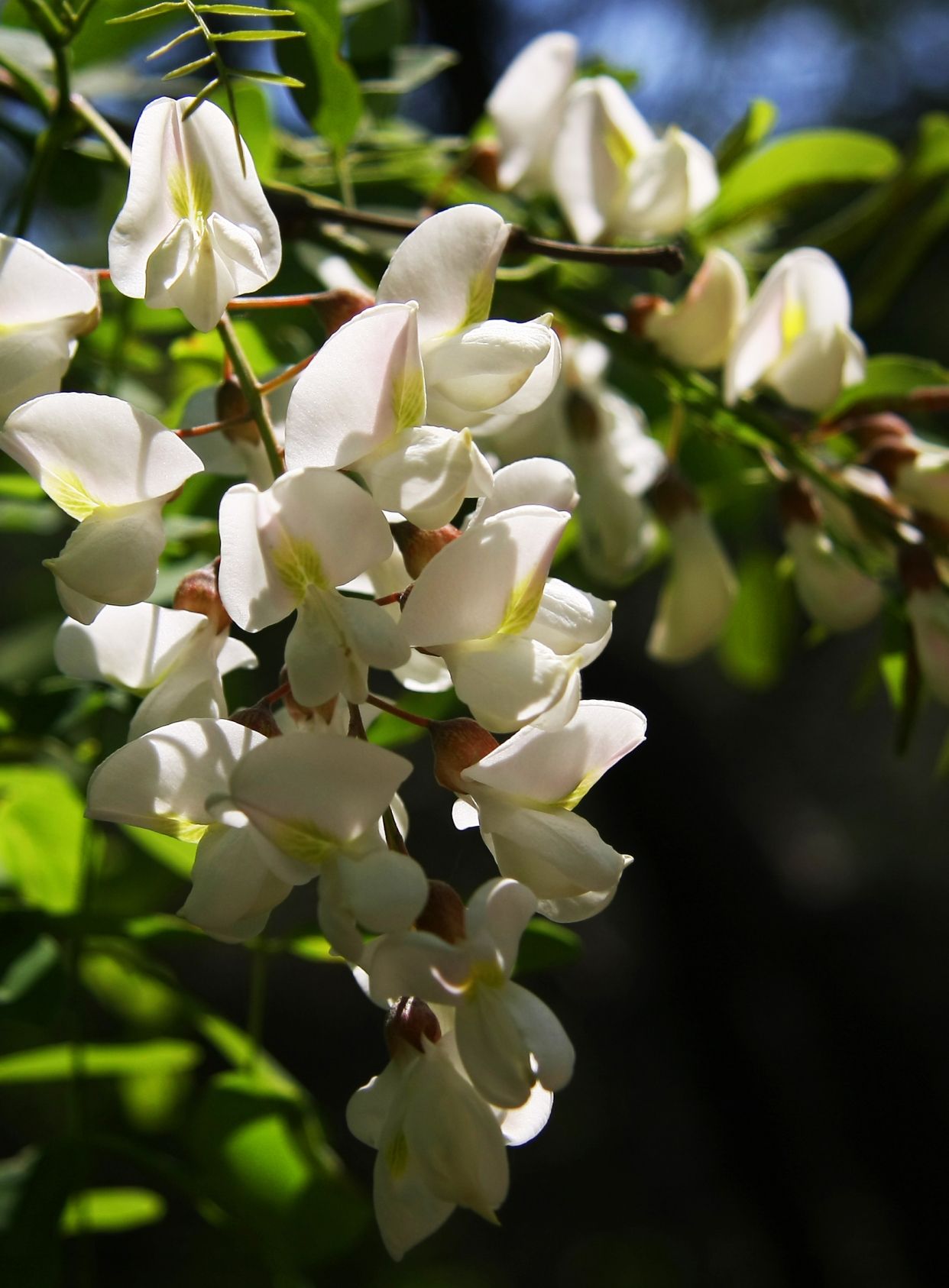 槐花盛开,满城飘香