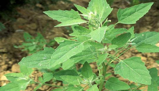 农村这种野草都喂猪但是在城里却是一种中药你知道么