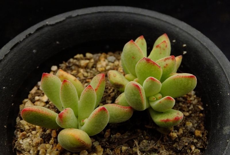 青锁龙你喜欢吗 种类超多的可爱多肉