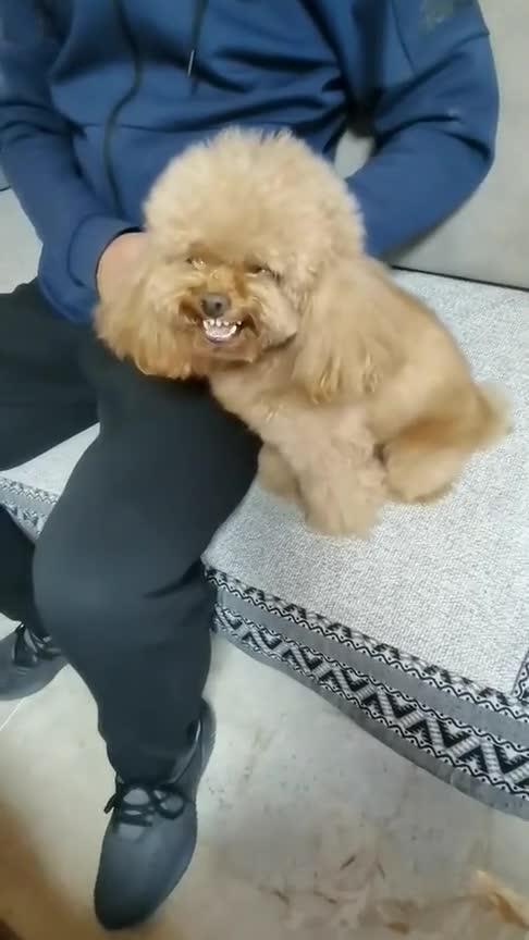 它呲牙的样子很像是在笑