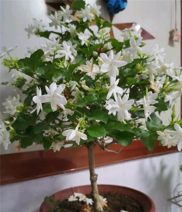 茉莉花期需肥多,学会使用"这把粉",给茉莉补充营养