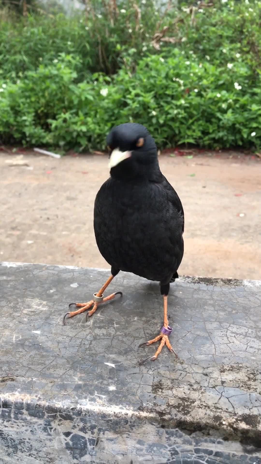 路边发现一只会说话的八哥鸟