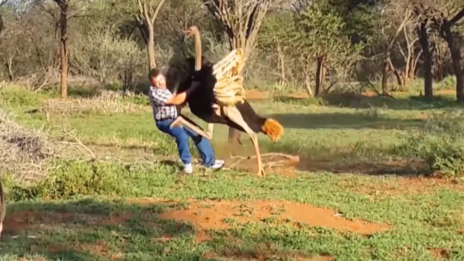 鸵鸟也淘气踢完人后撒腿就跑