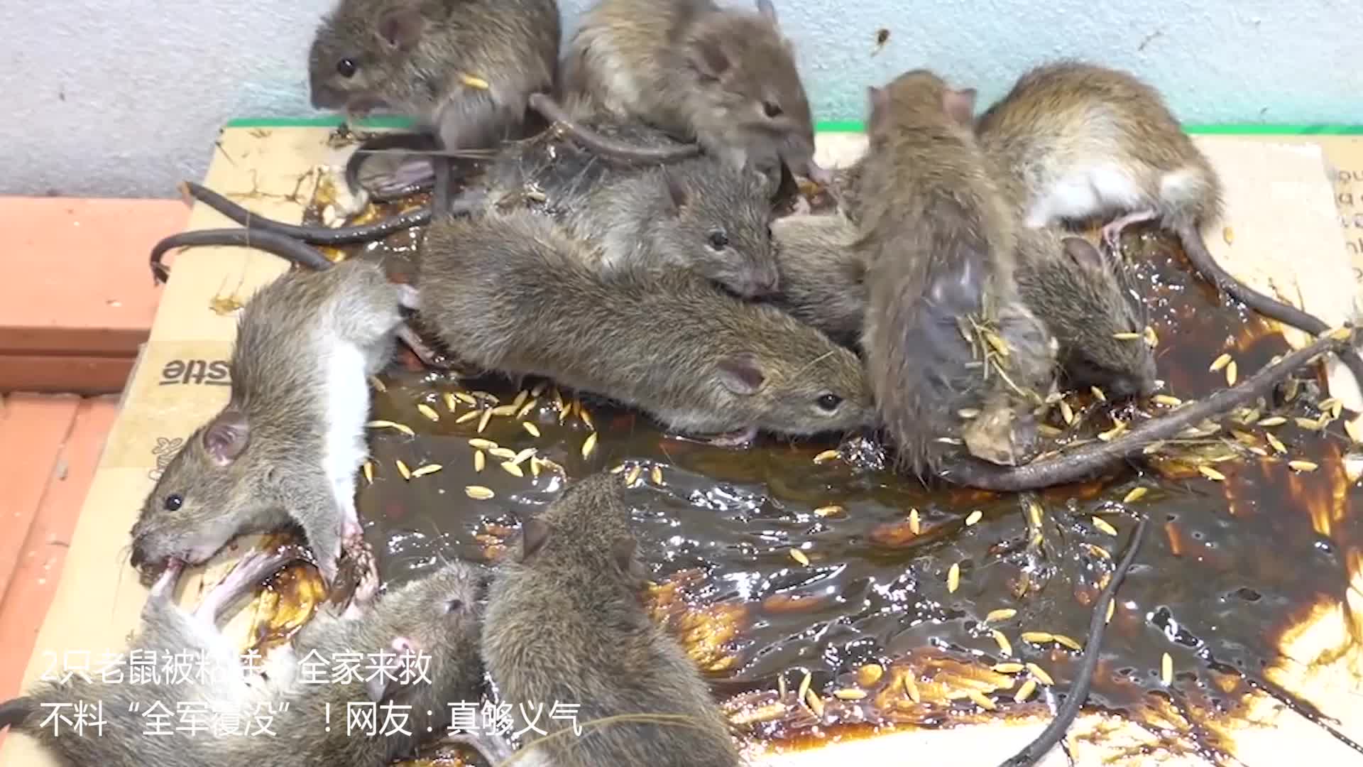 2只老鼠被粘住,全家来救,不料"全军覆没"!网友:真够义气!