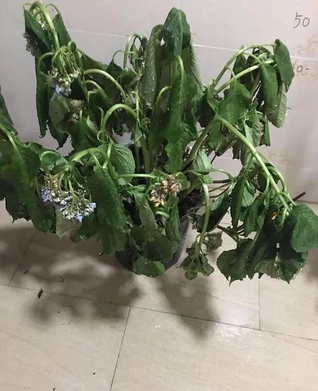 3种花就是抽水机,一缺就蔫,天热别忘浇