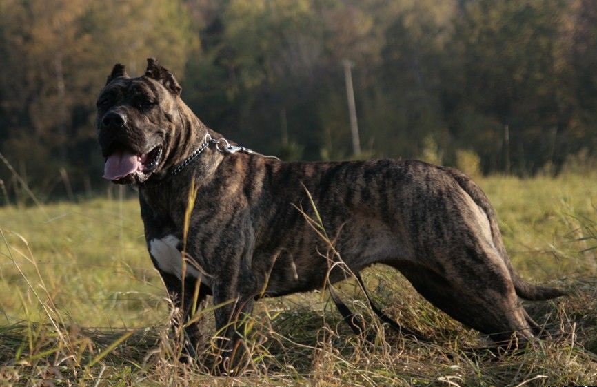 加纳利|猛犬|利顿_新浪新闻