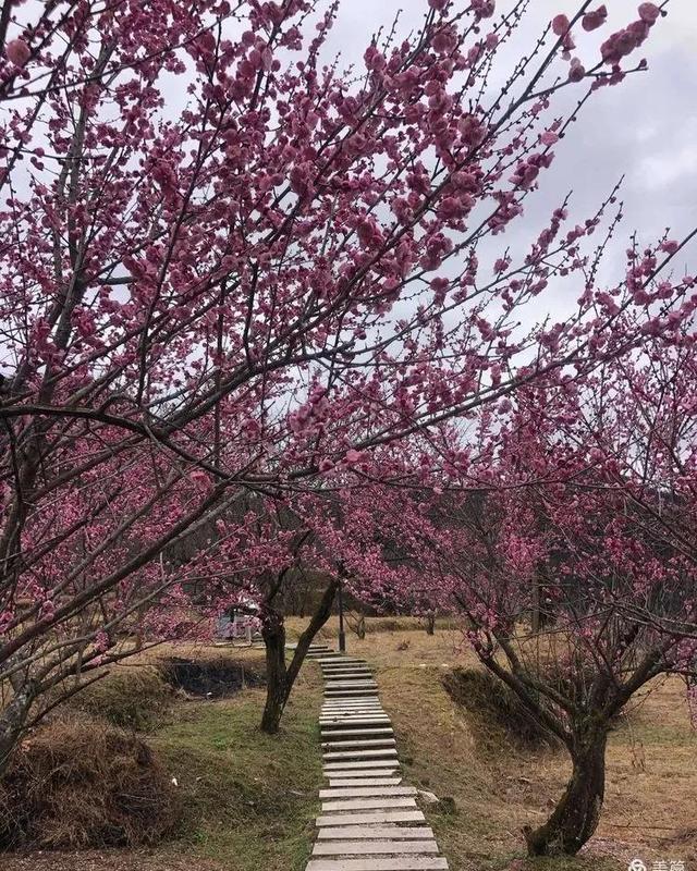 梅岙梅园梅花开梅好时光等你来