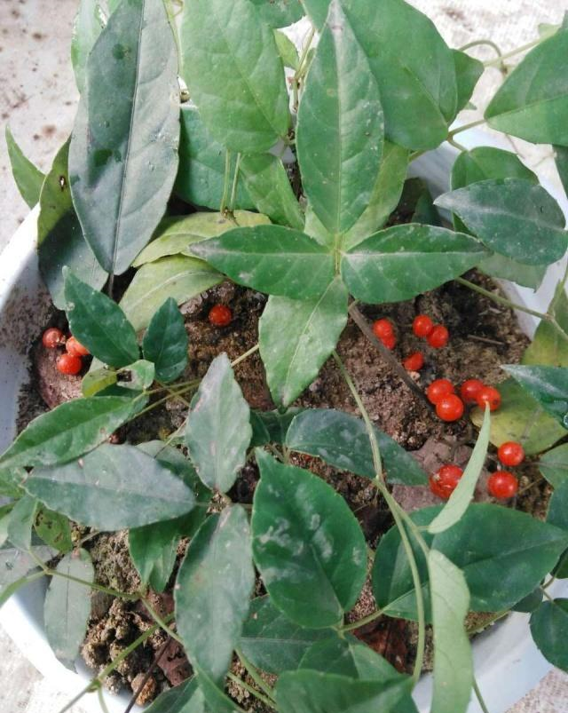 也是有所不同的,但总的来说它具有清热解毒,祛风化痰,活血止痛的功效