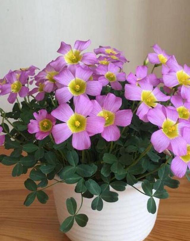 超好养的球根花卉 花期长 观赏价值高 管理容易